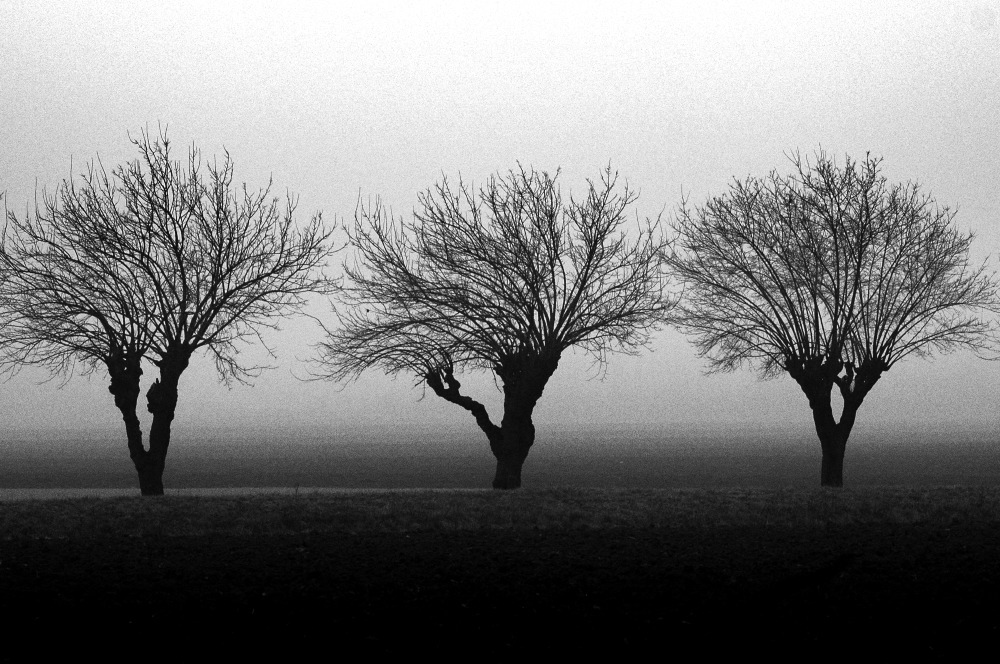 Alessandro Martinelli - tre alberi